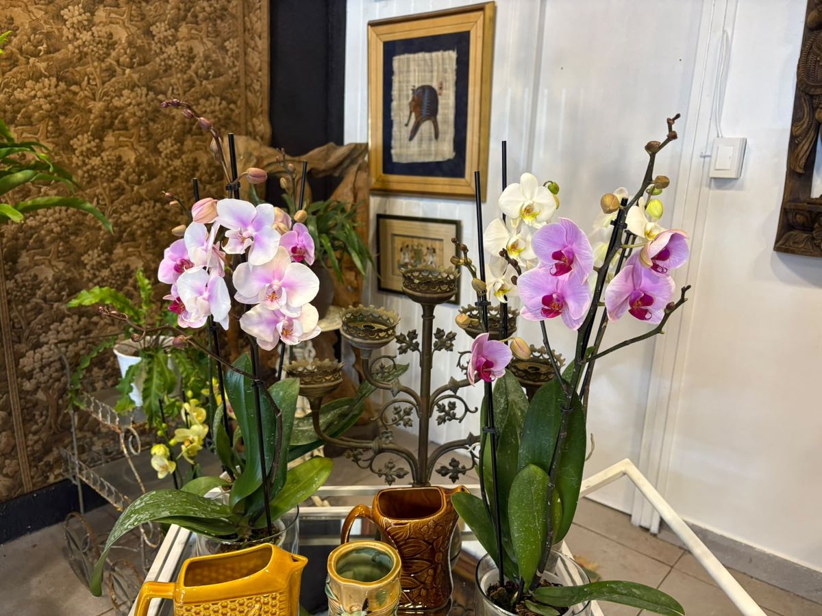 Orquídeas junto a un candelabro antiguo